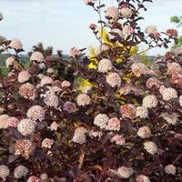 physocarpus opulifolius lady in red large plant 2 x 105cm potted physo ...