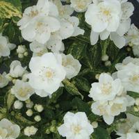 Philadelphus Innocence (Large Plant) - 1 x 3.6 litre potted philadelphus plant