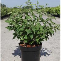 Philadelphus \'Albatre\' (Large Plant) - 2 x 10 litre potted philadelphus plants