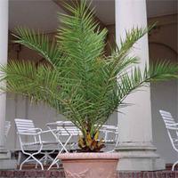 phoenix palm 2 x 3 litre phoenix palm plants