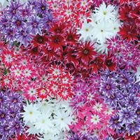 phlox pop stars mixed 48 phlox plug plants