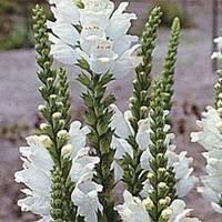 Physostegia virginiana \'Summer Snow\' - 1 packet (15 physostegia seeds)