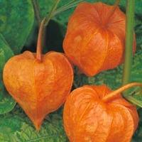 Physalis alkekengi - 1 packet (110 physalis seeds)