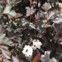 Physocarpus opulifolius \'Diabolo\' (Large Plant) - 2 x 3.6 litre potted physocarpus plants