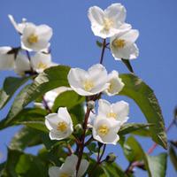 Philadelphus \'Starbright\' (Large Plant) - 1 x 3.6 litre potted philadelphus plant