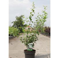 Philadelphus \'Snowbelle\' (Large Plant) - 1 x 5 litre potted philadelphus plant