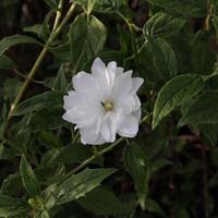 philadelphus frosty morn large plant 2 x 36 litre potted philadelphus  ...