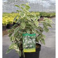 Philadelphus coronarius \'Variegatus\' (Large Plant) - 2 x 3.6 litre potted philadelphus plants