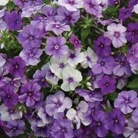 phlox drummondii moody blues 1 packet 175 phlox seeds