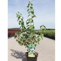 Philadelphus \'Bouquet Blanc\' (Large Plant) - 2 x 3.6 litre potted philadelphus plants