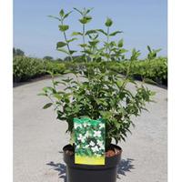 Philadelphus \'Belle Etoile\' (Large Plant) - 2 x 3.6 litre potted philadelphus plants