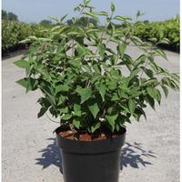 Philadelphus \'Albatre\' (Large Plant) - 2 x 3.6 litre potted philadelphus plants