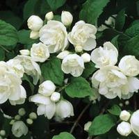 Philadelphus \'Virginal\' (Large Plant) - 2 x 3.6 litre potted philadelphus plants