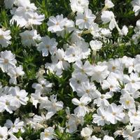 Phlox douglasii \'White Admiral\' (Large Plant) - 1 x 1 litre potted phlox plant