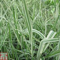 Phalaris arundinacea var. picta (Marginal Aquatic) - 1 x 1 litre potted phalaris plant
