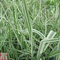 phalaris arundinacea var picta marginal aquatic 1 x 1 litre potted pha ...