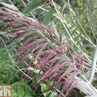 Phragmites australis (Marginal A...