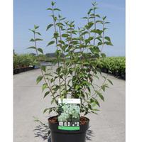 Philadelphus \'Lemoinei\' (Large Plant) - 1 x 10 litre potted philadelphus plant
