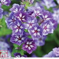 Phlox \'Sugar Stars Mixed\' - 1 packet (200 phlox seeds)