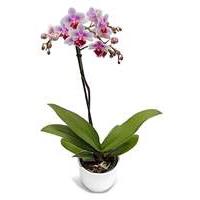 Phalaenopsis Orchid Single Spike Plant