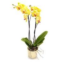 Phalaenopsis Orchid Twin Spike Pot Plant