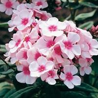 Phlox Bright Eye 6 x 1 Litre pots