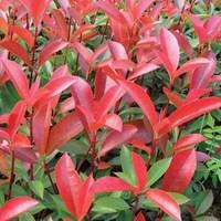 photinia fraseri red robin 1 plant 3 litre