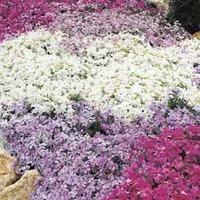 Phlox Mixed (Creeping) - 10 phlox plug plants