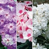 Phlox Collection 6 Large Plants