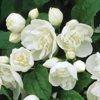 Philadelphus \'Virginal\' - 1 bare root philadelphus plant