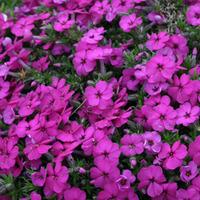 Phlox douglasii \'Red Admiral\' (Large Plant) - 2 phlox plants in 1 litre pots