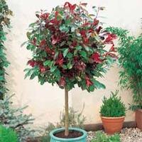 Photinia x fraseri \'Red Robin\' (Patio Standard) - 1 photinia plant in 21cm pot