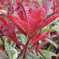 Photinia x fraseri \'Pink Marble\' (Large Plant) - 2 plants in 2 litre pots