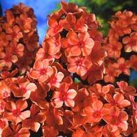 Phlox \'Orange Perfection\' - 5 bare root phlox plants