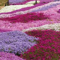 Phlox Mixed (Creeping) - 50 phlox plug plants