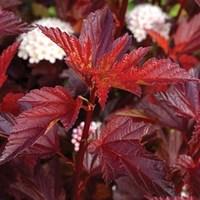 Physocarpus opulifolius Diabolo D'or PVR 3 Plants 9cm Pot