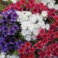 Phlox Popstars Brittania Mixed 12 x 12cm Pots