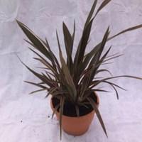 Phormium Pink Stripe 1 Pre-Planted Container