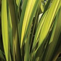 Phormium Duet 1 Plant 3 Litre