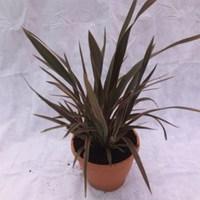 Phormium Pink Stripe 2 Pre-Planted Containers