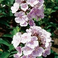 Phlox Franz Schubert 3 x 1 Litre pots