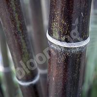 Phyllostachys nigra (Black Bamboo) 80-100cm tall