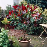 Photinia \'Little Red Robin\' 1M standard plant