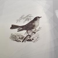 Photocopier A4 Polyester Film Pa...