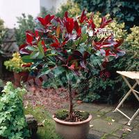 Photinia \'Little Red Robin\' 1M standard plant