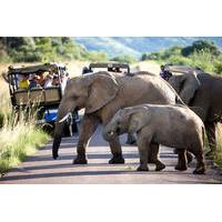 pilanesberg game reserve full day tour from johannesburg