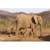 Pilannesburg Game Reserve and Sun City Full Day Tour from Johannesburg