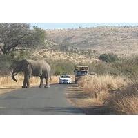 Pilanesberg National Park Safari from Johannesburg