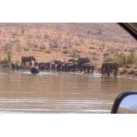 Pilanesberg National Park Day Tour from Pretoria