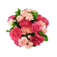 Pink Carnations